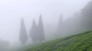 Hindistan 'daki çay bahçesi Hindistan' da bulutlu bir günde darjeeling, Batı Bengal, Darjeeling