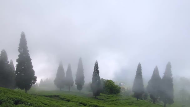 Hindistan Daki Çay Bahçesi Hindistan Bulutlu Bir Günde Darjeeling Batı — Stok video