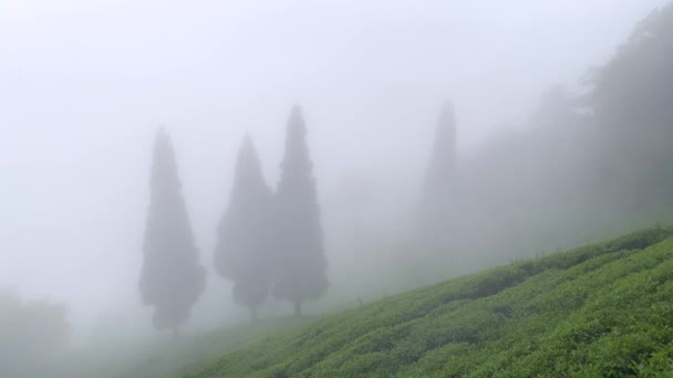 Tea Kert Indiában Darjeeling Egy Felhős Napon Indiában Nyugat Bengáli — Stock videók