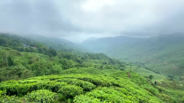 Darjeeling Tea Garden India Widok Ogród Herbaciany Pochmurny Dzień Indiach — Wideo stockowe