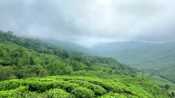 Darjeeling Tea Garden India Widok Ogród Herbaciany Pochmurny Dzień Indiach — Wideo stockowe