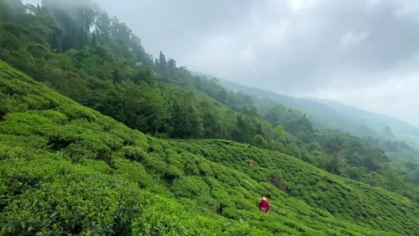 2022年4月22日在印度大吉岭的茶园里 妇女们手拿起茶叶 大吉岭是世界上质量最好的茶之一 — 图库视频影像