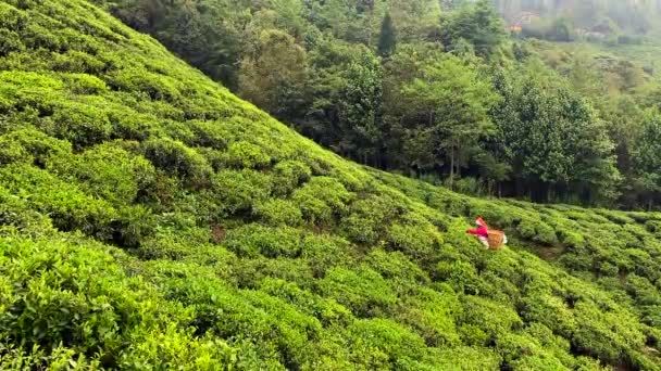 ダージリン 西ヴェンガル インド April 2022 女性は 世界で最高品質の紅茶の一つであるダージリンで茶園で手で茶葉を拾います — ストック動画