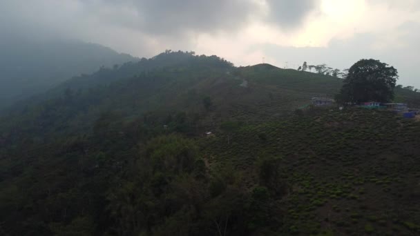 Aerial View Sikkim Tea Garden India View Tea Garden Cloudy — Stock Video