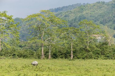 Kaziranga Ulusal Parkı 'nda otlayan büyük Hint gergedanları, UNESCO dünya mirası alanı, assam, Hindistan, Asya