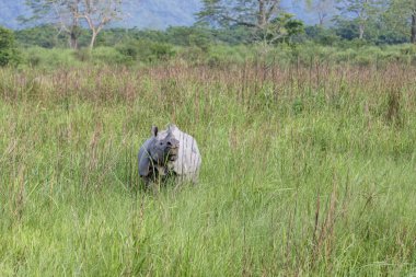 Kaziranga Ulusal Parkı 'nda otlayan büyük Hint gergedanları, UNESCO dünya mirası alanı, assam, Hindistan, Asya