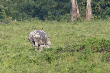 Kaziranga Ulusal Parkı 'nda otlayan büyük Hint gergedanları, UNESCO dünya mirası alanı, assam, Hindistan, Asya