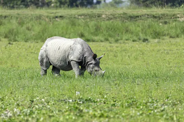 Kaziranga Ulusal Parkı 'nda otlayan büyük Hint gergedanları, UNESCO dünya mirası alanı, assam, Hindistan, Asya