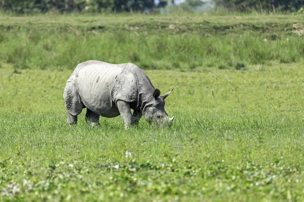Grand Rhinocéros Indien Broutant Dans Parc National Kaziranga Site Patrimoine Images De Stock Libres De Droits