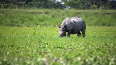 Büyük Hint gergedanı ya da Hindistan Assam 'daki Kaziranga Ulusal Parkı' ndaki çamurda otlayan ve oynayan boynuzlu gergedan..