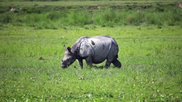 大印第安人犀牛或一只角犀牛在印度萨姆省卡兹兰加国家公园的烂泥中放牧和玩耍 — 图库视频影像