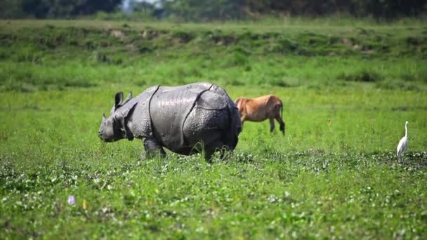 중대한 Rhinoceros Assam에 Kaziranga 공원에 진흙에서 방목하고 1개의 경적된 Rhinoceros — 비디오