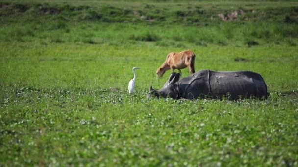 インドのアッサムのカジランガ国立公園の泥で放牧し 遊ぶ偉大なインドのラインコセロス — ストック動画
