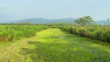 Kaziranga milli parkı Hindistan 'da gündüz manzarası.