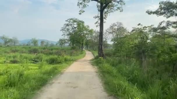 Les Touristes Profitent Safari Dans Forêt Soir Parc National Kaziranga — Video