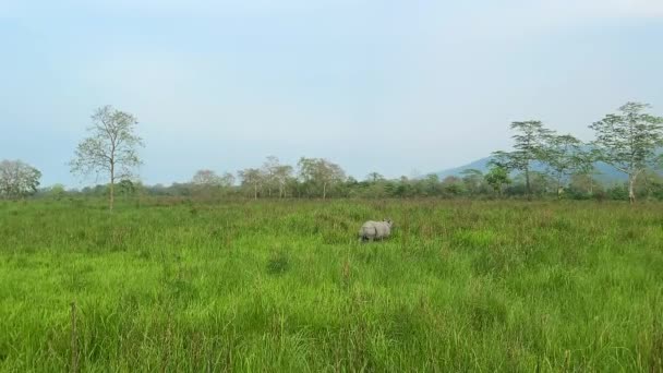 Indiański Nosorożec Lub Nosorożec Wypasający Się Parku Narodowym Kaziranga Indiańskim — Wideo stockowe