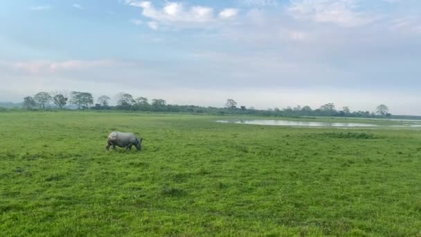 Great Indian Rhinoceros One Horned Rhinoceros Grazing Kaziranga National Park — Stock Video