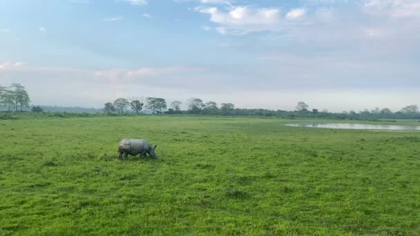 大印度河犀牛或一只角犀牛在印度河畔卡兹兰加国家公园放牧 — 图库视频影像