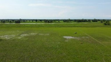 Büyük Hint gergedanları ya da Kaziranga Ulusal Parkı 'nda otlayan boynuzlu gergedanlar..