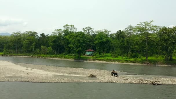 Range Agent Forestier Tour Éléphant Dans Rivière Kameng Dans Parc — Video