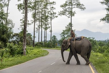 Balipara, assam, Hindistan 29 Nisan 2022 Range orman memuru Nameri Ulusal Parkı 'nda fil bhalukpung yoluna bindi. Doğu Himalaya Dağları' ndaki Assam 'da.