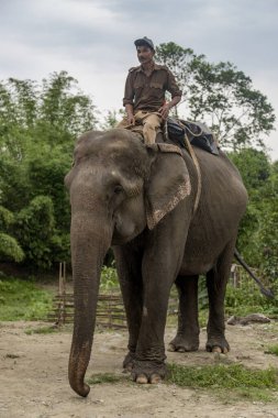 Balipara, assam, Hindistan 29 Nisan 2022 Range orman memuru Nameri Ulusal Parkı 'nda fil bhalukpung yoluna bindi. Doğu Himalaya Dağları' ndaki Assam 'da.