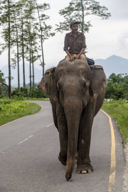 Balipara, assam, Hindistan 29 Nisan 2022 Range orman memuru Nameri Ulusal Parkı 'nda fil bhalukpung yoluna bindi. Doğu Himalaya Dağları' ndaki Assam 'da.