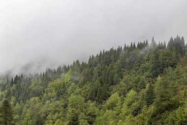 Hindistan 'ın batısındaki Arunachal Pradesh kasabasının Bomdila kasabası yakınlarında yoğun bakir ormanlarla kaplı yüksek dağlar ve bulutlarla örtülmüş..