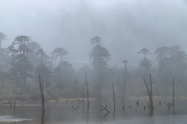 Bulutlu manzara ve ölü ağaç kütükleri donmuş Madhuri Gölü ya da Sangetsar Gölü Sangestar Tso Gölü üzerinde duruyor. Tawang, Arunachal Pradesh, Hindistan 'daki Bum la Pass yakınlarında yer alıyor.