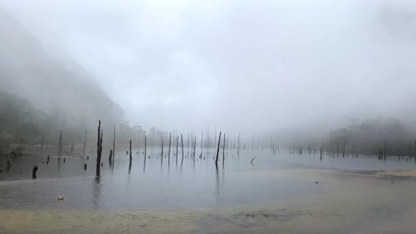 Bulutlu Manzara Ölü Ağaç Kütükleri Donmuş Madhuri Gölü Sangetsar Gölü — Stok video