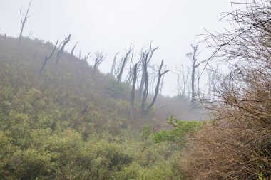 Burnt trees after forest fire near Dzukou Valley, Nagaland The Dzukou valley is located at the border of the Indian states of Nagaland and Manipur. clipart