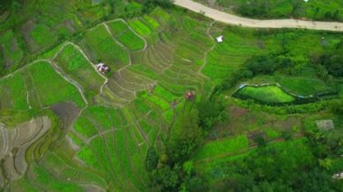 Pirinç tarlalarının havadan görünüşü. Güzel manzara ve Viswema dağı Hindistan 'ın Nagaland eyaletinin Kohima ilçesine bağlı bir güney angami naga köyüdür..