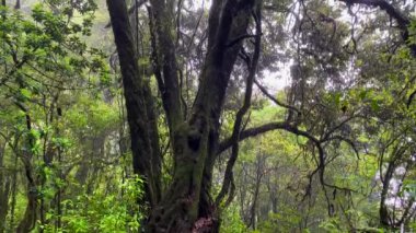 Önünde büyük bir ağaç bulunan tropikal bir orman ve sadece yağmur ormanlarında bulunabilecek yemyeşil bir renk. Yote-sa, Khuzama Dzukou Vadisi yakınında Hindistan 'ın Nagaland ve Manipur eyaletlerinin sınırında yer almaktadır..