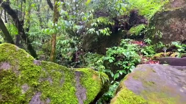 Bosque Tropical Con Gran Árbol Parte Delantera Una Coloración Exuberante — Vídeo de stock