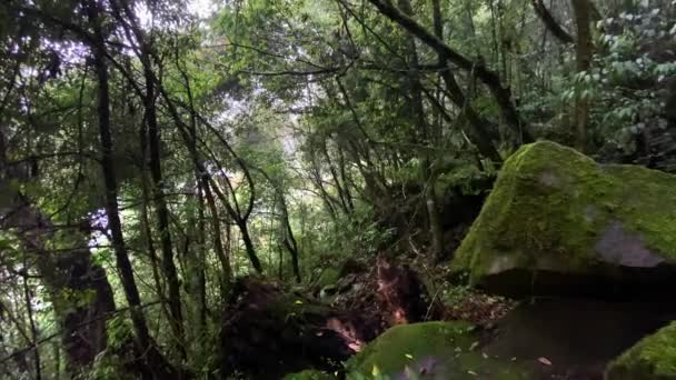 Bosque Tropical Con Gran Árbol Parte Delantera Una Coloración Exuberante — Vídeos de Stock