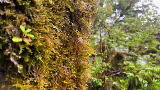 Une Forêt Tropicale Avec Grand Arbre Avant Une Coloration Luxuriante — Video