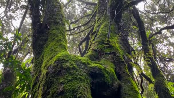 前面に大きな木があり 熱帯雨林のみで見つけることができる緑豊かな色彩を持つ熱帯林 ヤトーサ ダムー渓谷近くのクザマは ナガランドとマニプールのインドの州境に位置しています — ストック動画