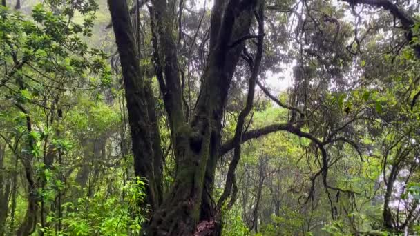 Uma Floresta Tropical Com Uma Grande Árvore Frente Uma Coloração — Vídeo de Stock