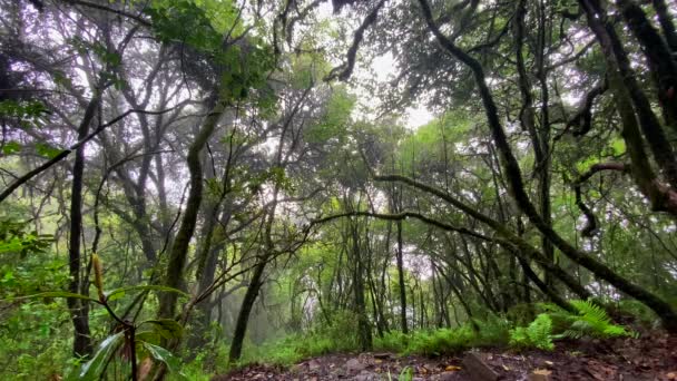Тропический Лес Большим Деревом Передней Пышной Окраски Которые Можно Найти — стоковое видео