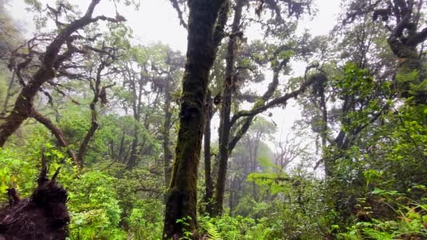 前面に大きな木があり 熱帯雨林のみで見つけることができる緑豊かな色彩を持つ熱帯林 ヤトーサ ダムー渓谷近くのクザマは ナガランドとマニプールのインドの州境に位置しています — ストック動画