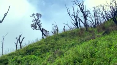 Nagaland, Dzukou Vadisi yakınlarındaki orman yangınından sonra yanan ağaçlar Hindistan 'ın Nagaland ve Manipur eyaletlerinin sınırında yer alır..