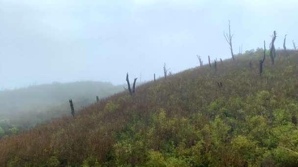 Árboles Quemados Después Del Incendio Forestal Cerca Del Valle Dzukou — Vídeos de Stock