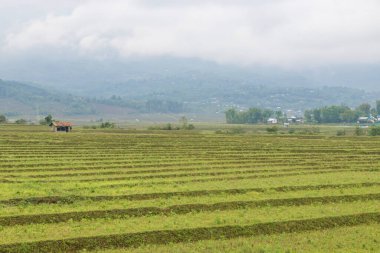 Pirinç hasadından sonra pirinç tarlaları, Kangpokpi Bölgesi, manipur, Hindistan, Asya