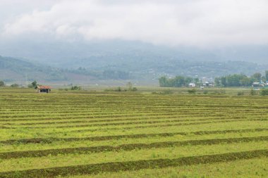 Rice paddy fields after rice harvest, in Kangpokpi District,manipur, India, Asia clipart