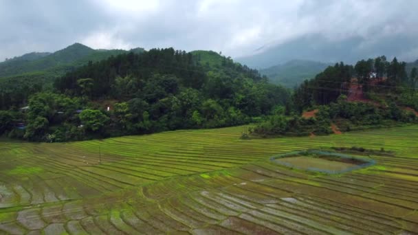 Pirinç Tarlası Hindistan Kuzey Doğusunda Çekildi Kangpokpi Köyü Pirinç Teraslarındaki — Stok video