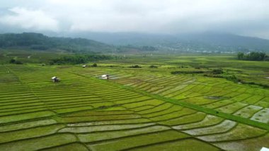 Pirinç tarlası Hindistan 'ın kuzey doğusunda çekildi. Kangpokpi Köyü pirinç teraslarındaki güzel dağ evi ve pirinç tarlalarının Mayangkhang Kilisesi Manipur Hindistanı yakınlarındaki Senapati nehri ile 4k hava manzarası..