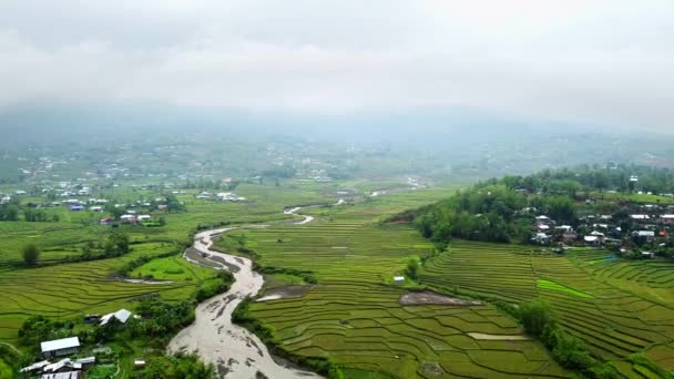 Rice Field Aerial Shot North East India Aerial Views Beautiful — Stock Video