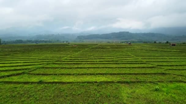 인도의 북동쪽에서 아름다운 테라스 필드의 Mayangkhang 캥거루 테라스 — 비디오