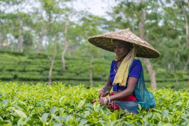 Bagan Gaon, Assam, Hindistan. 28 Mayıs 2022. Çay çiftliğindeki bir köy kadını Assam Eyaleti 'nin yeşil çay yapraklarını elle topluyor. O zamanlar tüm dünyada meşhurdu..
