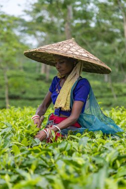 Bagan Gaon, Assam, Hindistan. 28 Mayıs 2022. Çay çiftliğindeki bir köy kadını Assam Eyaleti 'nin yeşil çay yapraklarını elle topluyor. O zamanlar tüm dünyada meşhurdu..